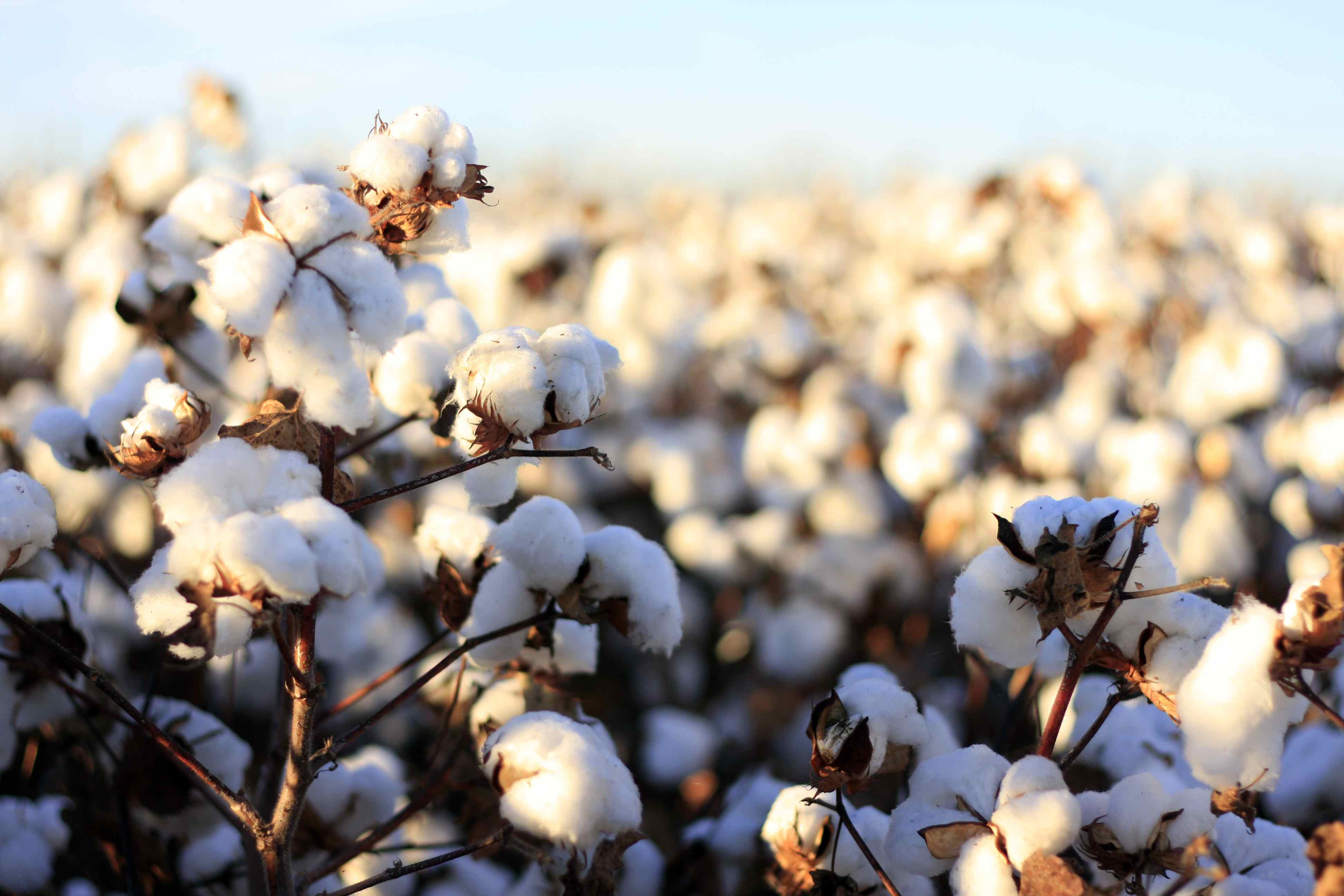 How Denim Is Made: Cotton and Its Benefits